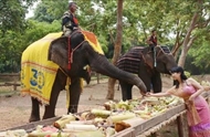Dak Lak protects animal welfare with elephant-friendly tourism model